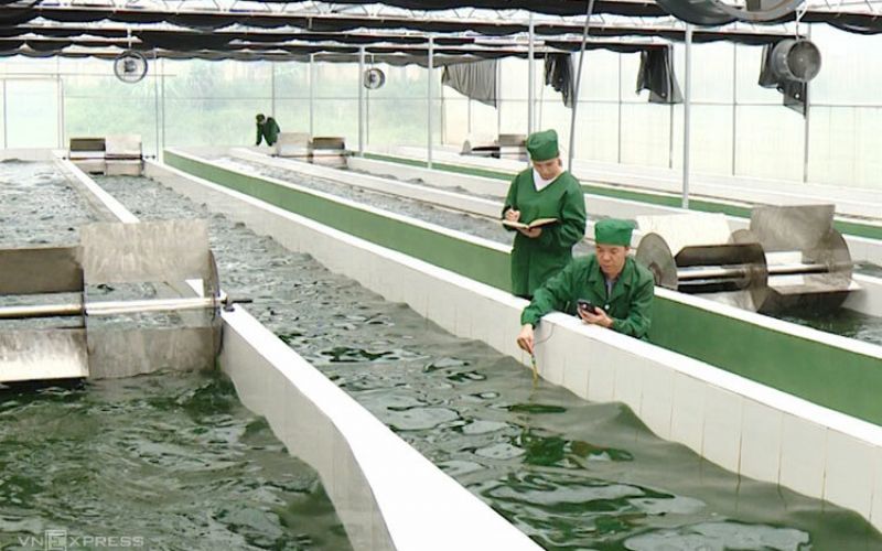 Việt Nam nhân giống và nuôi thành công chủng giống Tảo xoắn Spirulina
